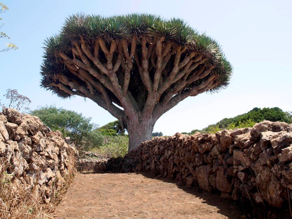 Gran Drago Villa Valverde  Buitenkant foto